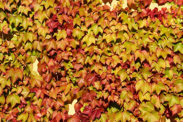 Image de feuilles jaune vif d automne sur le mur, feuilles d érable