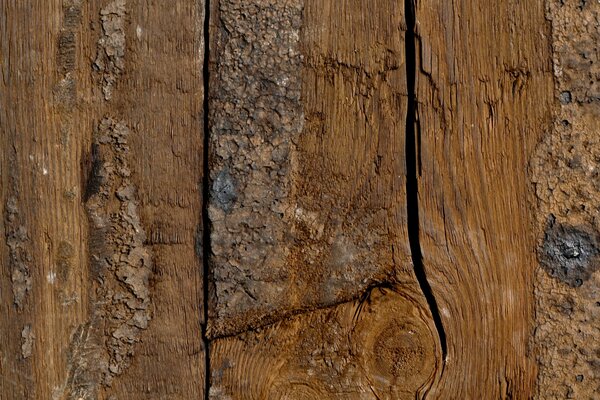 Modelo de madera desde el interior, corte liso