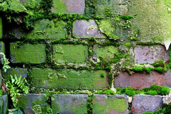 Imagen de una vieja pared de ladrillo con vegetación brillante