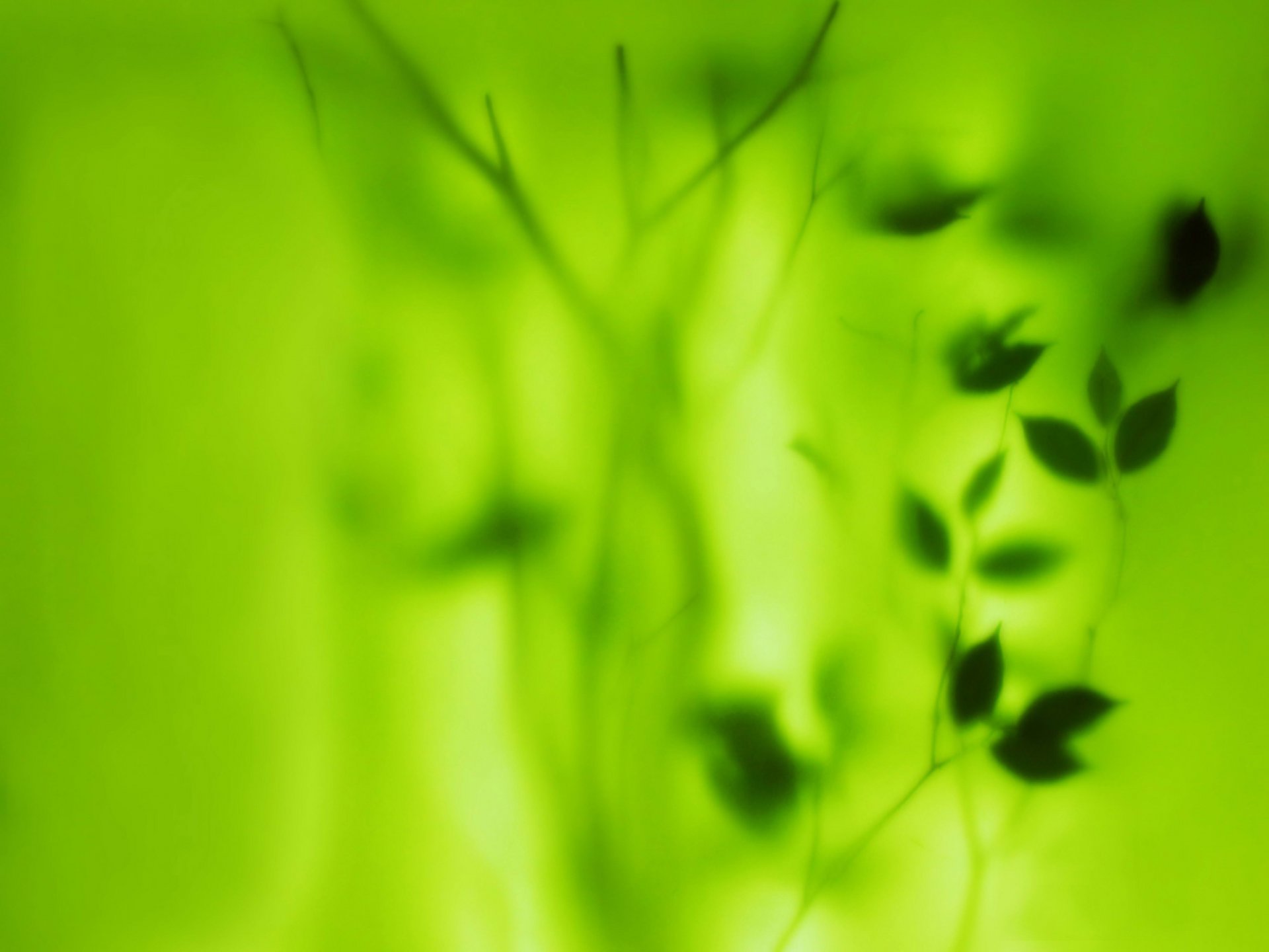 green leaves blur