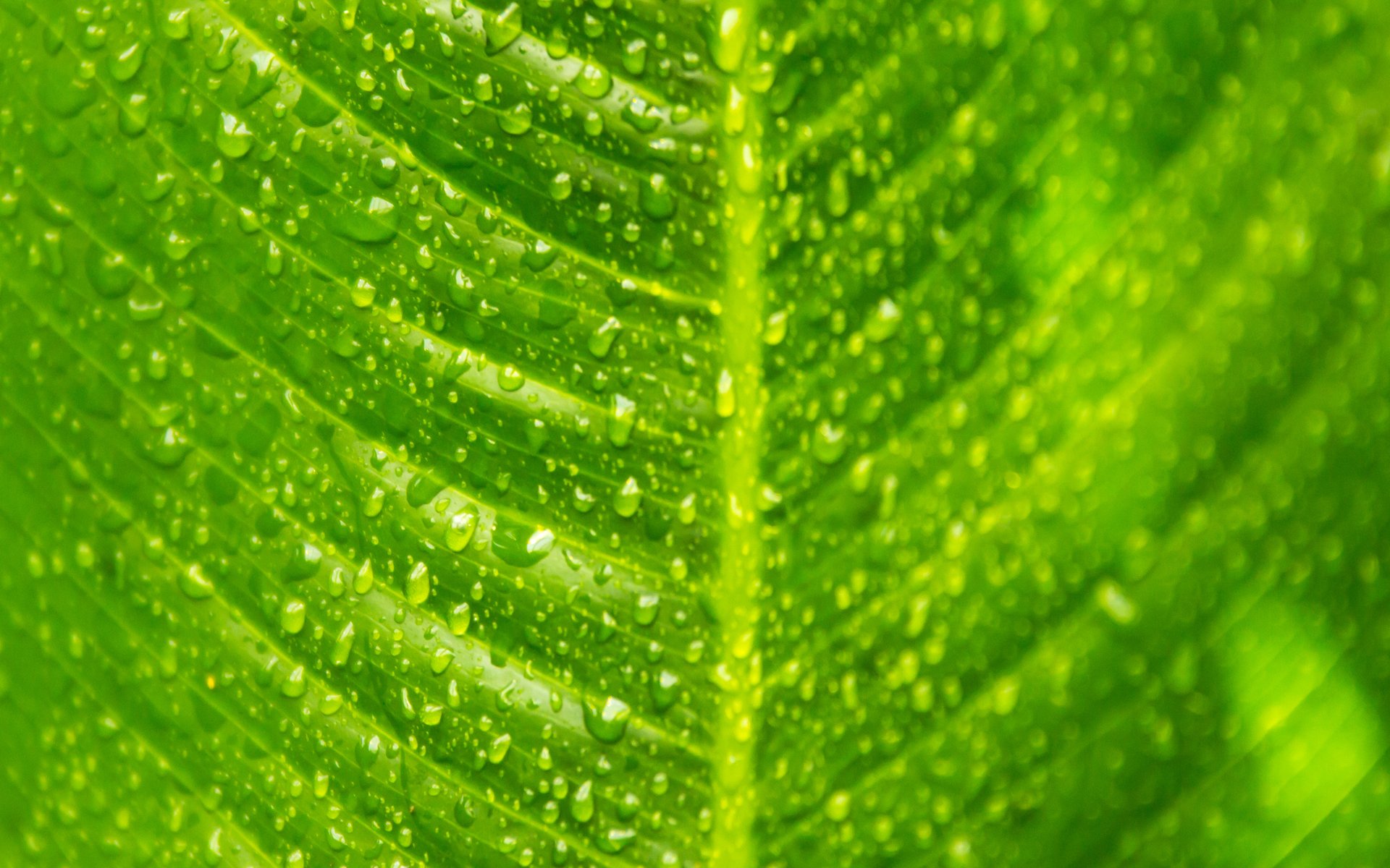 blatt grün tropfen makro adern