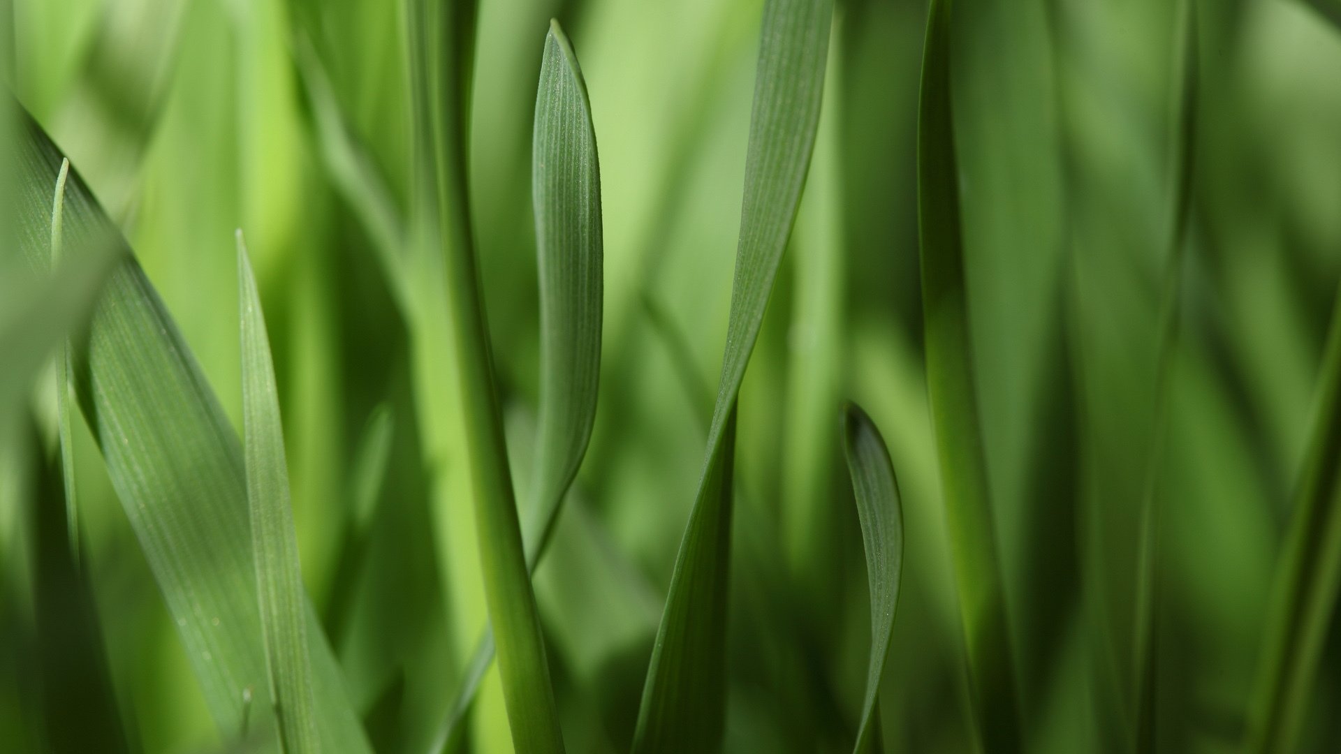 erba foglie macro strisce verde stretto