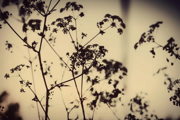 Photos of plants at sunset