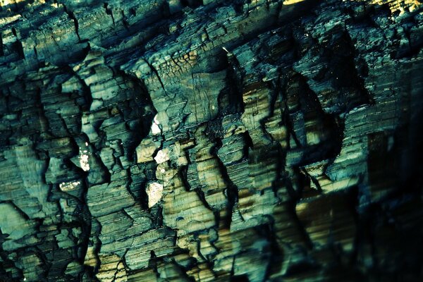 Texture d écorce d arbre