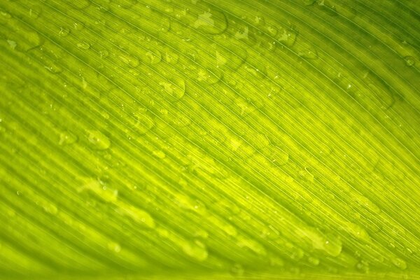 Dew drops on a green background