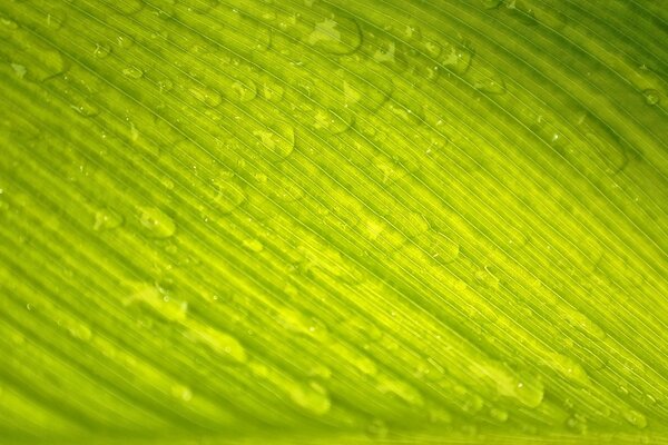 Gotas de rocío sobre fondo verde