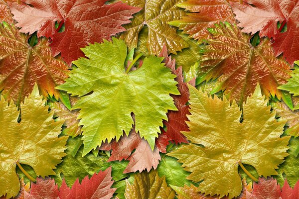 Colori vivaci dell autunno dorato