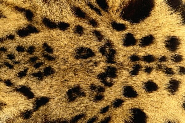 Leopard texture in the form of a background