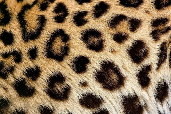 The texture of leopard fur up close