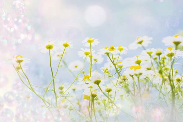 Chamomile flowers on an impregnable background