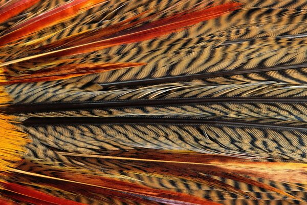 Plumas de aves exóticas en el fondo de trabajo