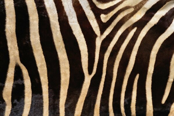 Texture zebra come sfondo