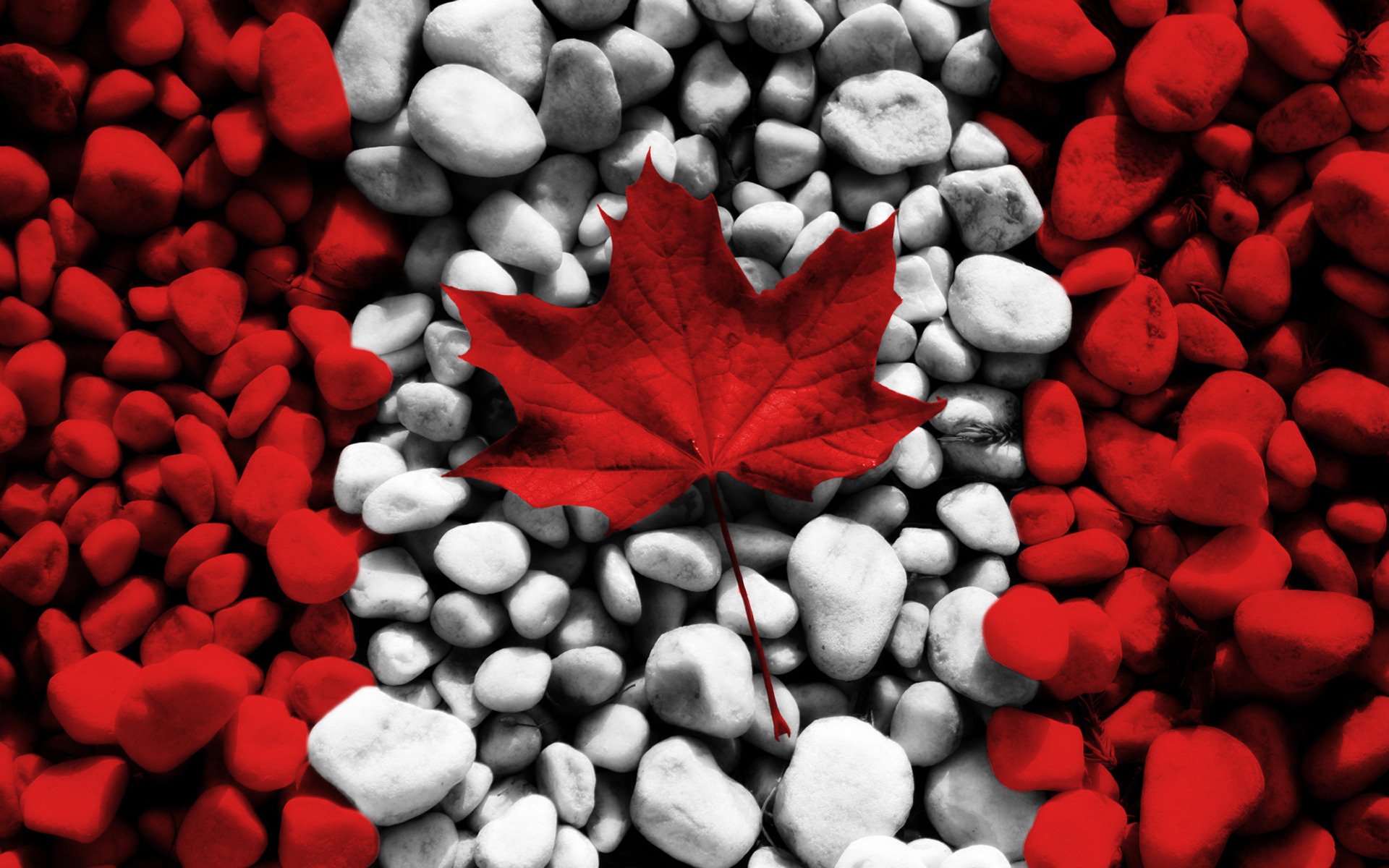 texture canada bandiere texture maple leaf pietre pietra bianco rosso creativo