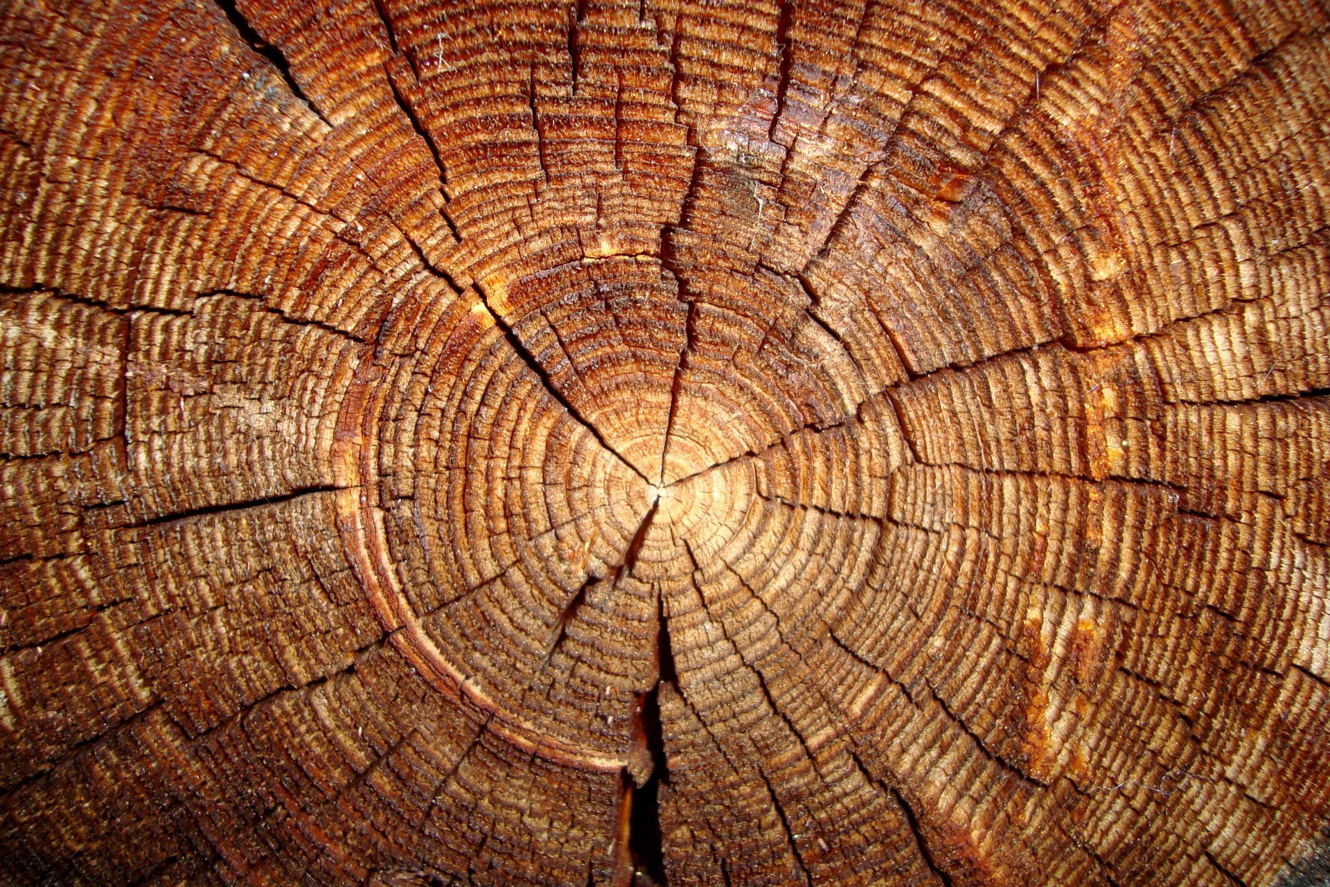 baum baumstamm scheibe