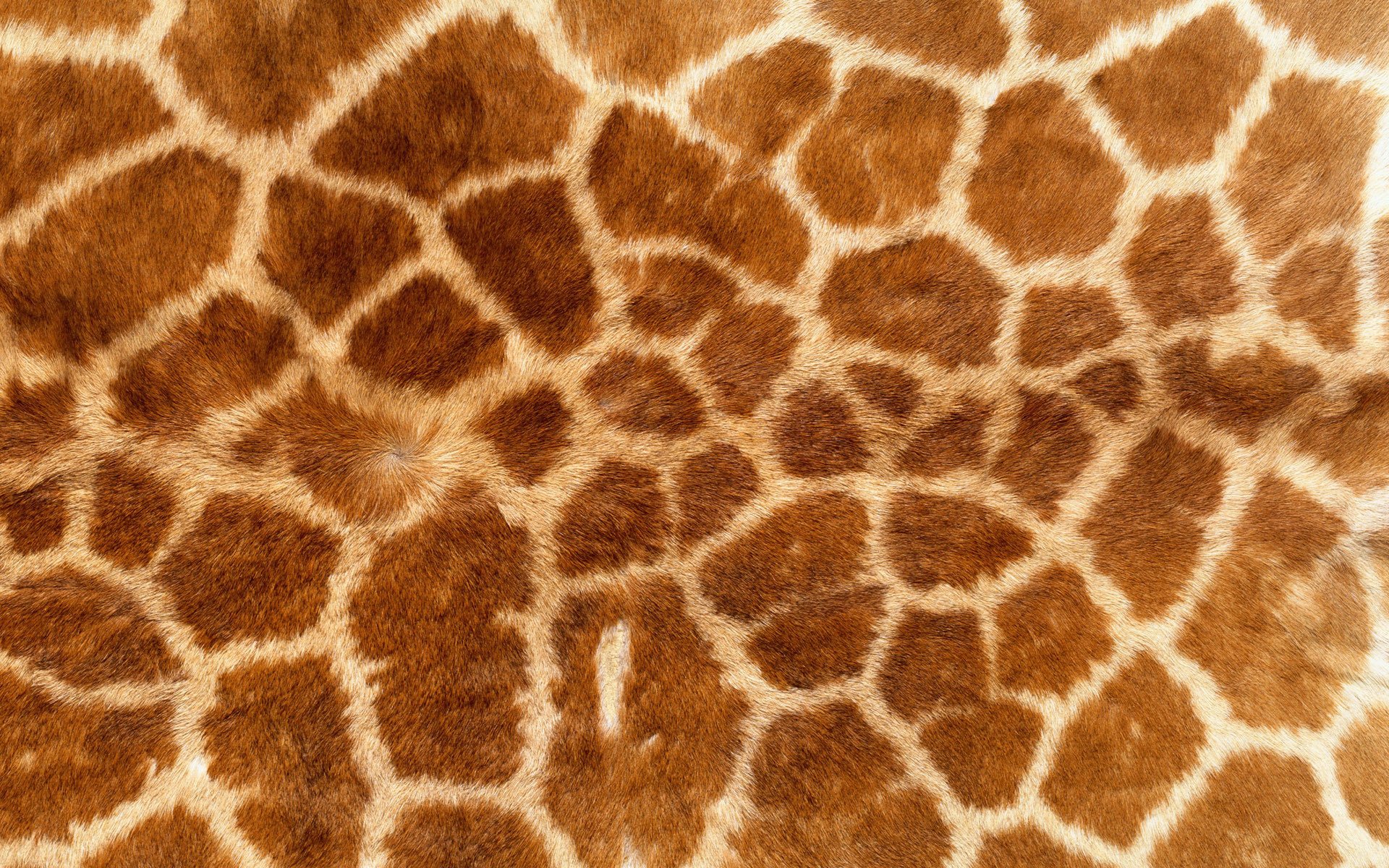 texture pelle pelliccia giraffa sfondo carta da parati