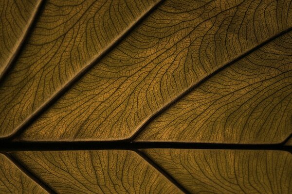 A veined leaf. Unusual background. Strange color