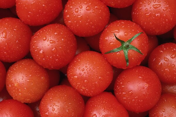 Tomates rojos brillantes en gotas de agua