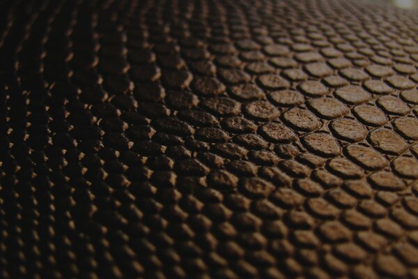 Textura de piel de cocodrilo marrón muy caro
