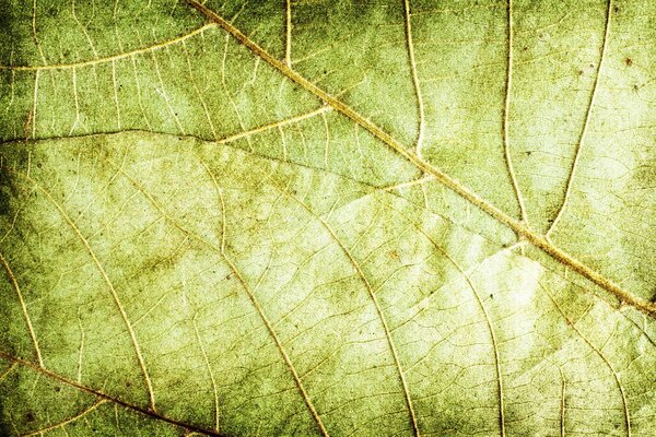 Texture of a green summer leaf