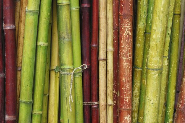 Bamboo stems tied with rope