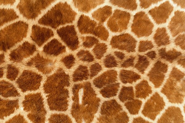 Wallpaper in the paint of a spotted giraffe