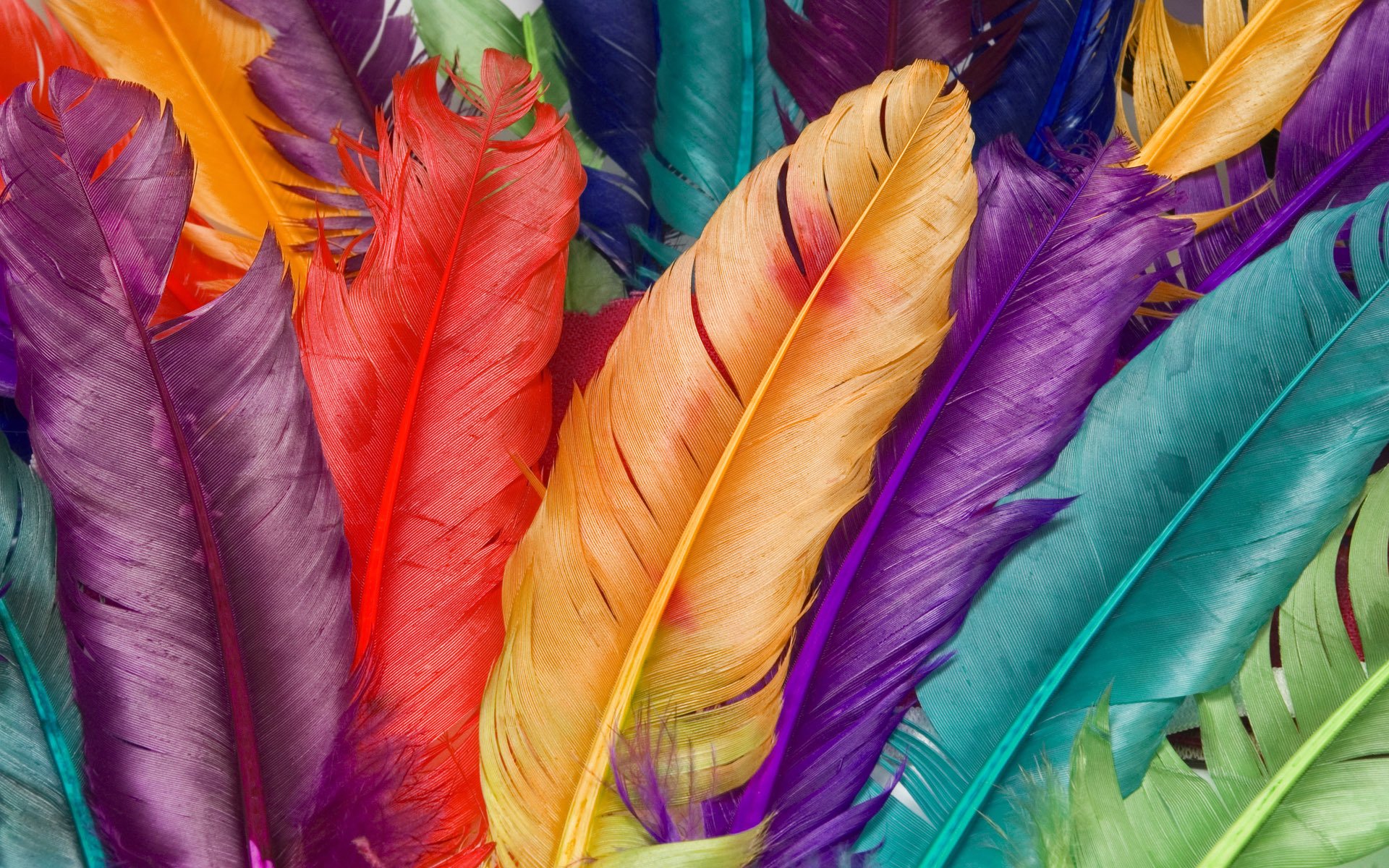 feathers close up flower