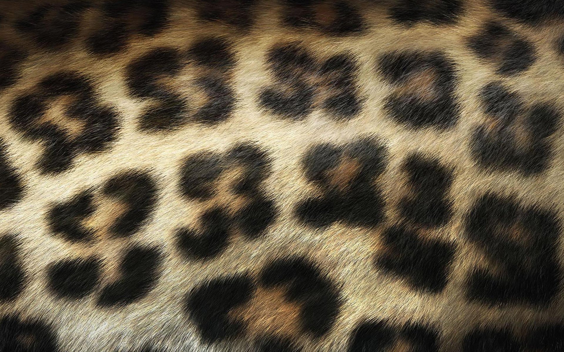 leopard wolle flecken