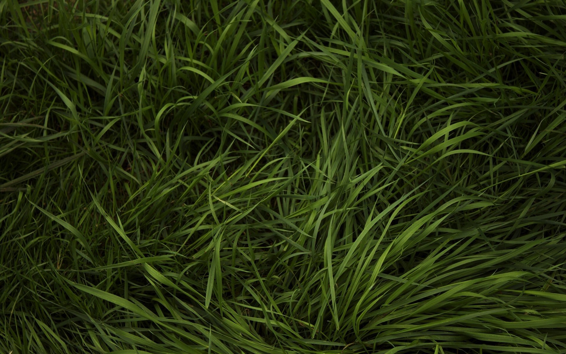 herbe verdure herbe