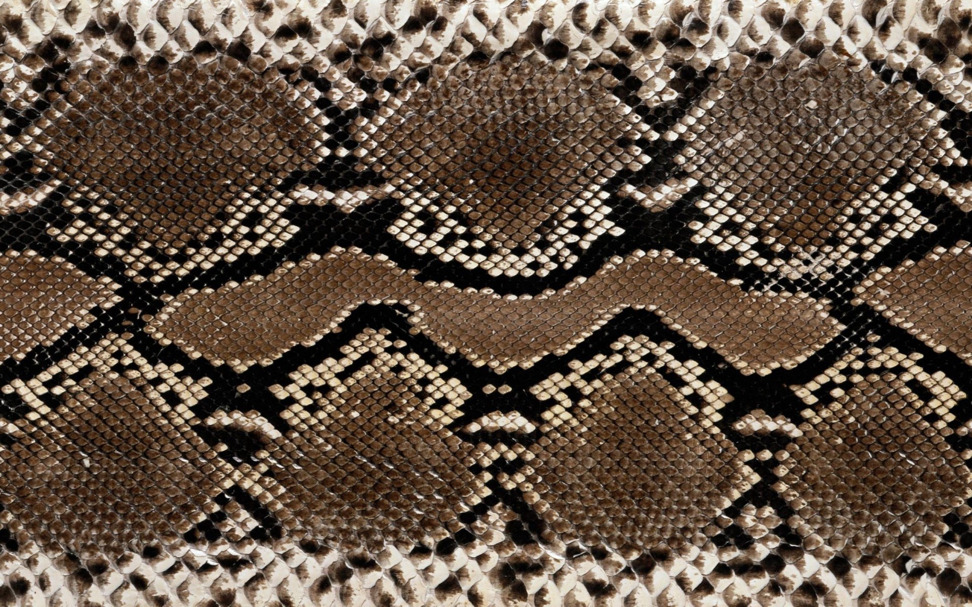 texture leather snakes color