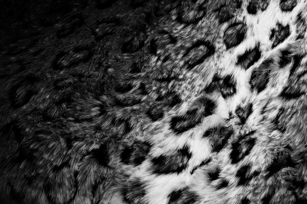 Foto en blanco y negro de piel de leopardo manchada