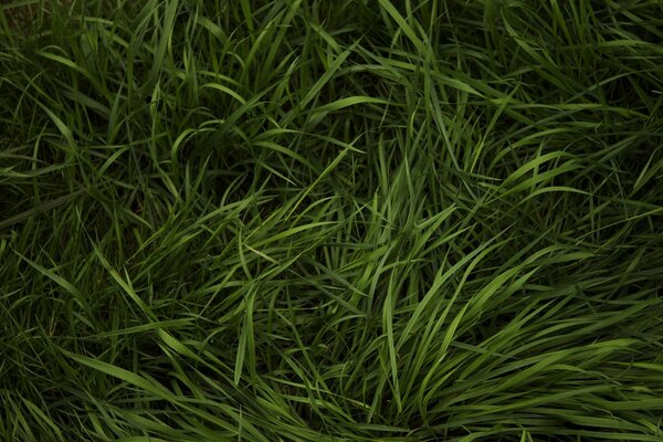 Hierba verde en el verano, tomada por el rastro de alguien