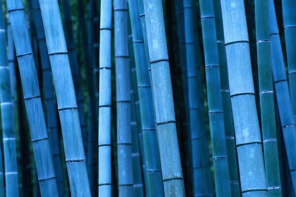 Blue bamboo close-up