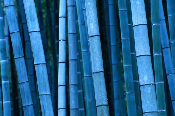 Gros plan de bambou bleu