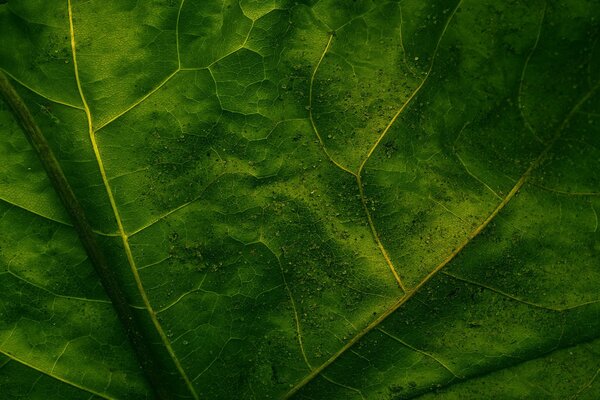 Hoja de cerca visible vetas