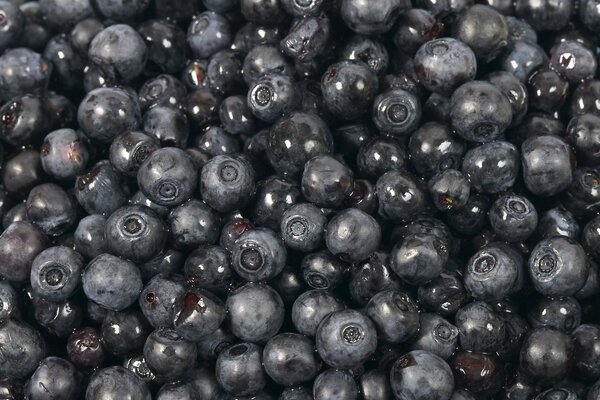 Frische süße Blaubeeren, dunkler Hintergrund