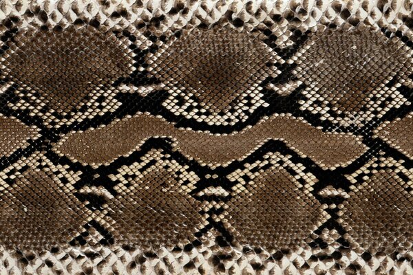 Beautiful snake skin coloring