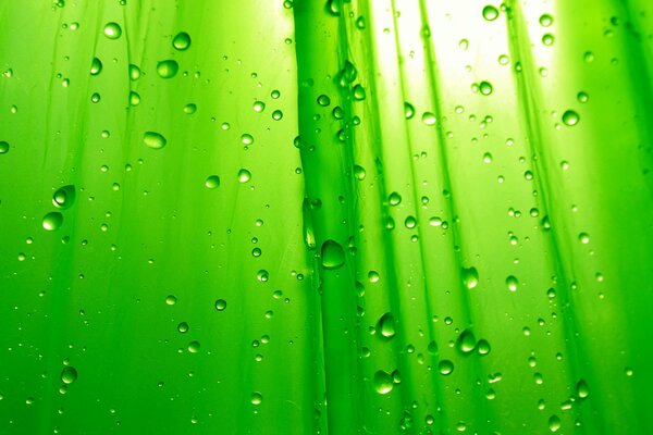 Krople deszczu na zielonym tle