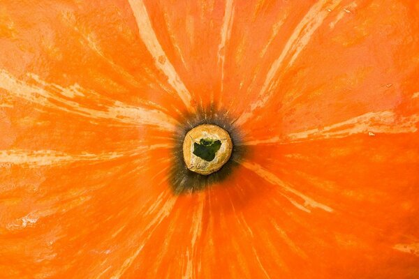 Orange pumpkin with light stripes