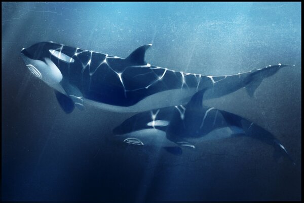 Killer whales swim underwater