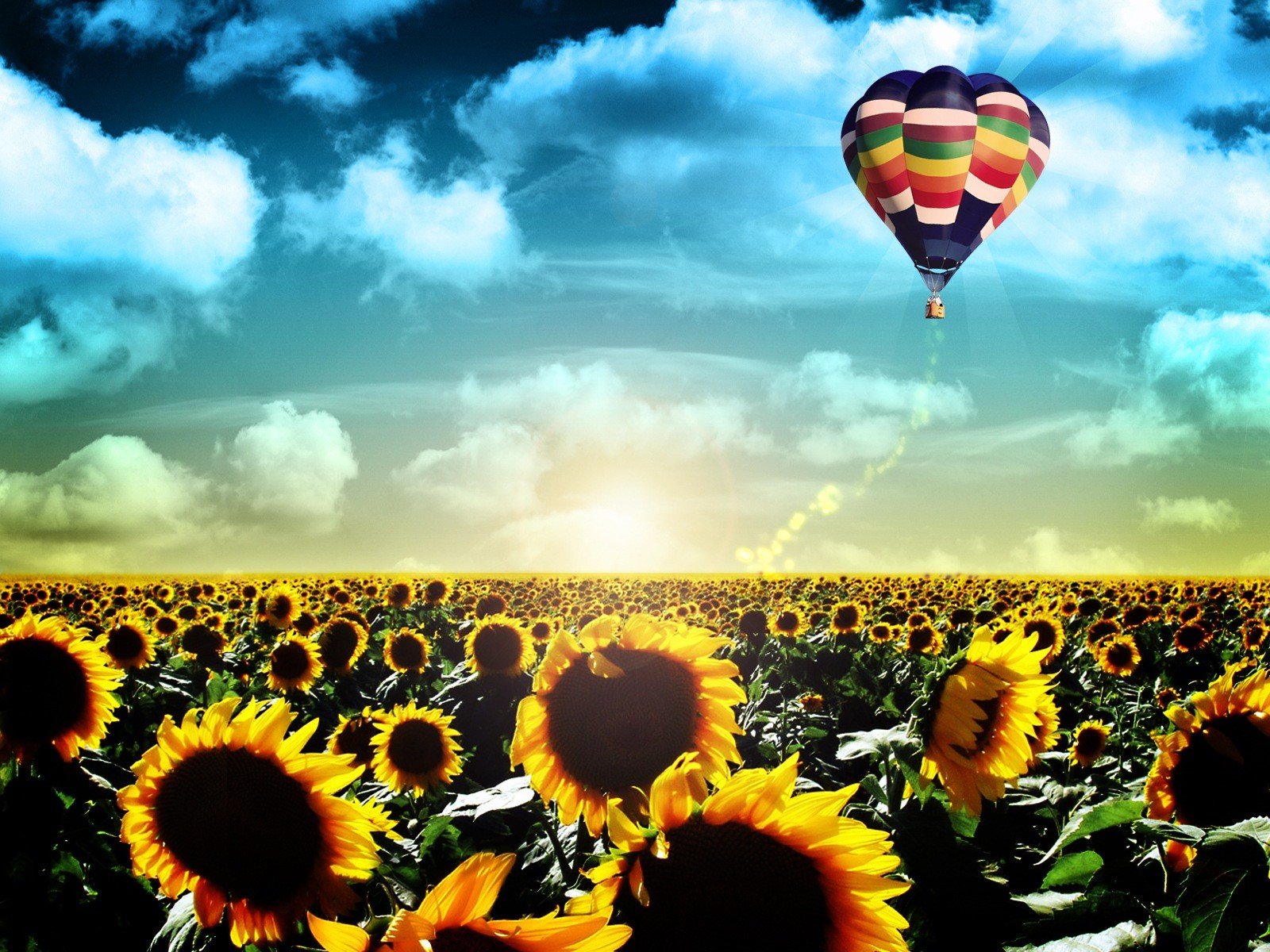 leben sonnenaufgang landschaft fliegen ballon sonnenblumen feld dämmerung