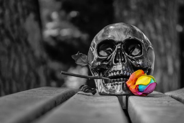 A black skull with a multicolored flower in its teeth