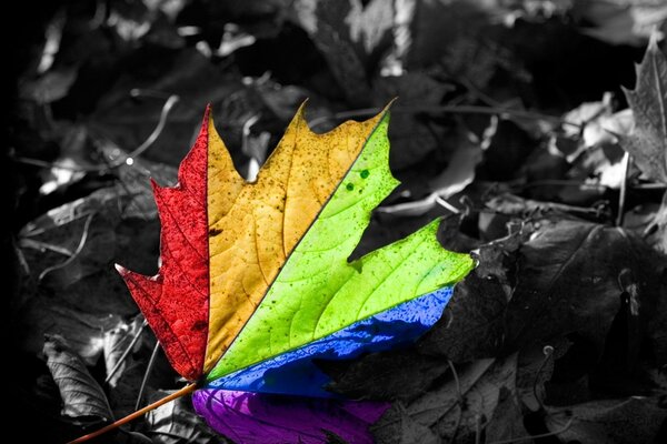 Maple rainbow leaf on the ground