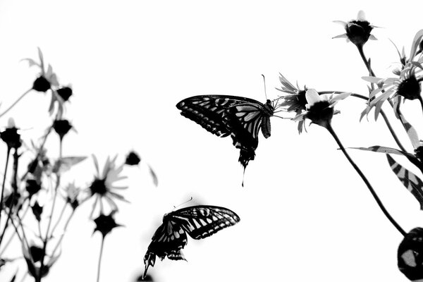 Papillons volent sur les fleurs