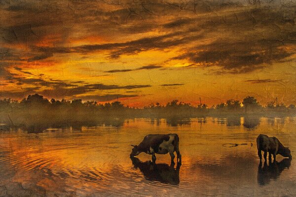 Watering cows at sunset