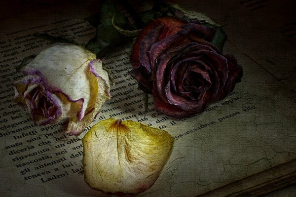 Roses on the book page