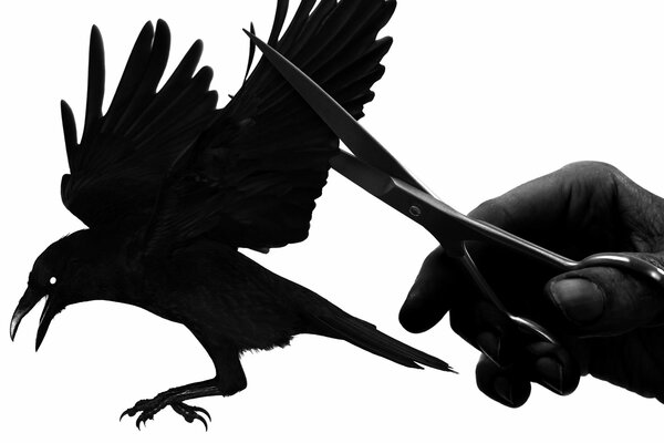 A hand with scissors and a raven whose wing is being cut off