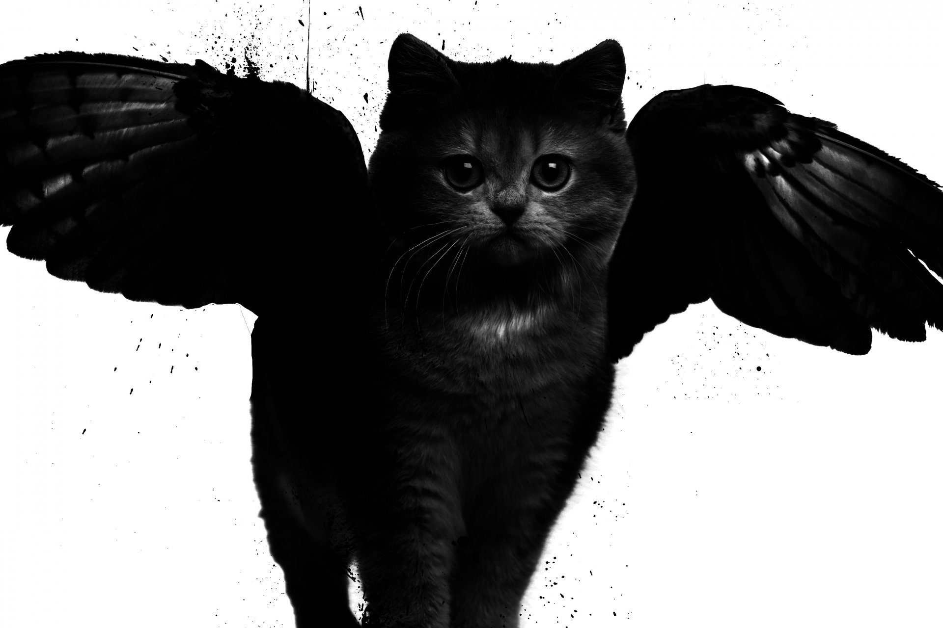 cat wings art black and white style