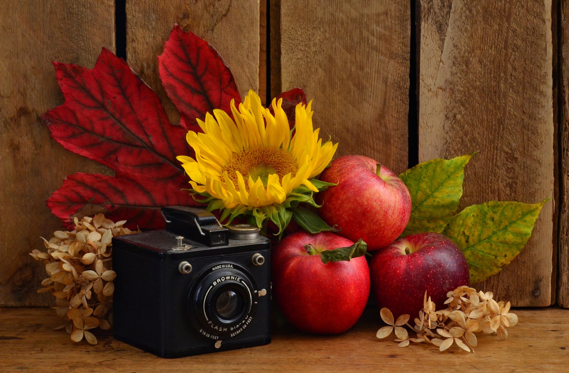 appareil photo pommes tournesol feuilles