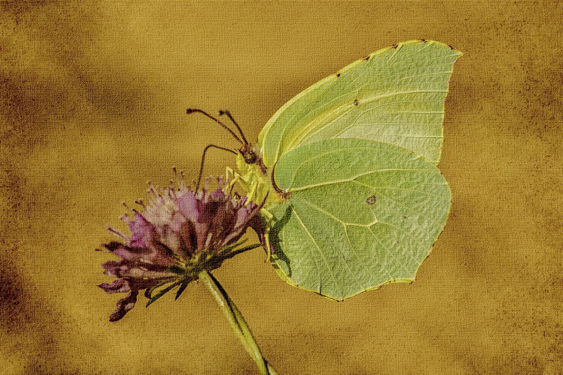 motyl kwiat natura tło styl