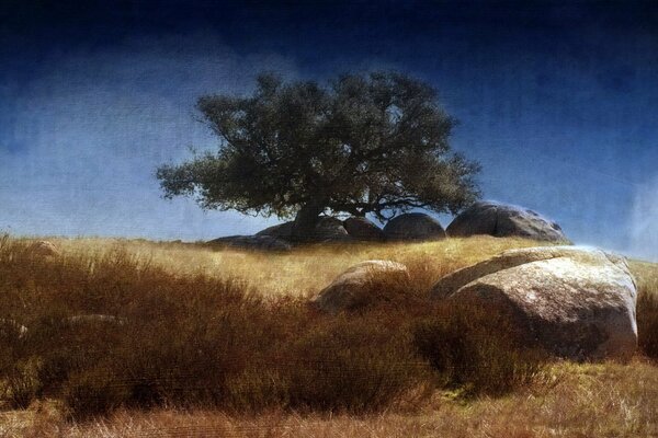 Un árbol en un campo con piedras